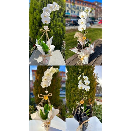 İthal ILİKE  Beyaz Orkide
