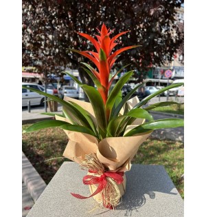 1- İthal Guzmania