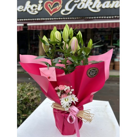 İthal Jumbo Kokulu Lilyum