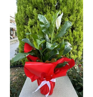 Büyük Spatifilyum