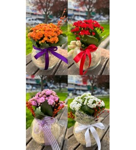 Cam Fanusta İthal Kalanchoe