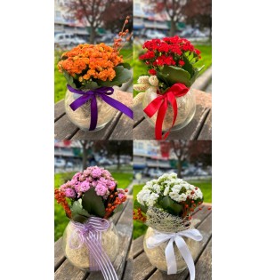 Cam Fanusta İthal Kalanchoe