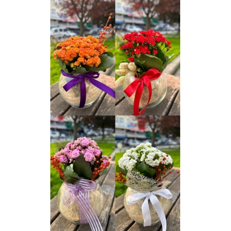 Cam Fanusta İthal Kalanchoe